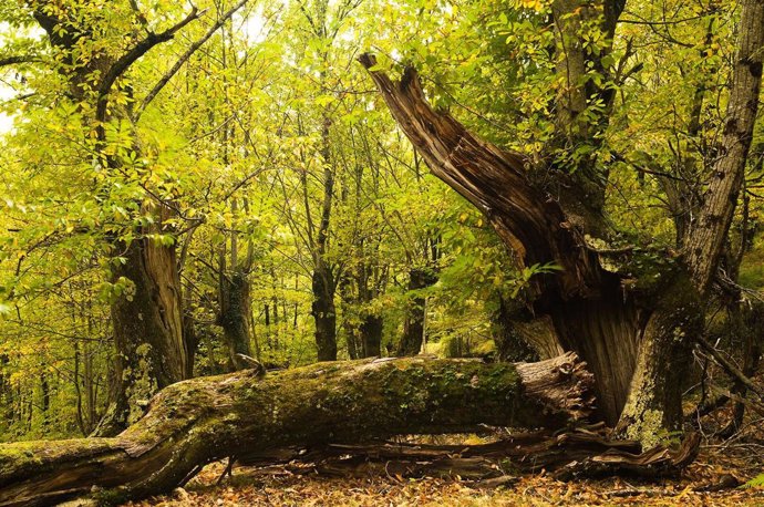 Souto de Santa Eufemia, Folgoso do Courel (Lugo), Premio Bosque Amenazado 2010