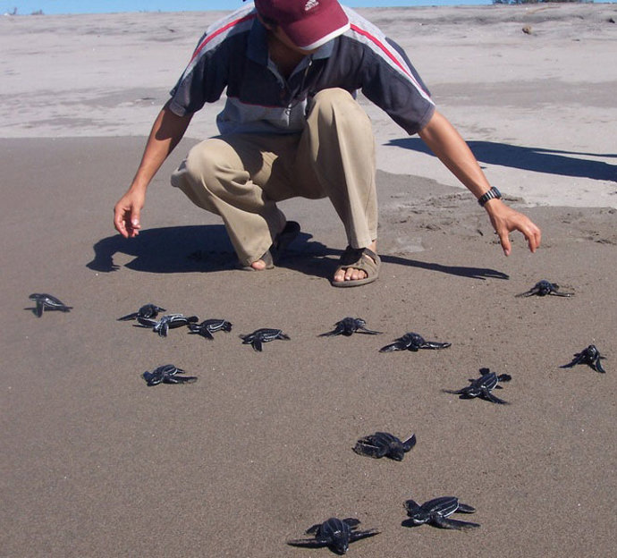 Ayuda En Acción Promueve La Reproducción Y Suelta De Más 100.000 Tortugas Marina