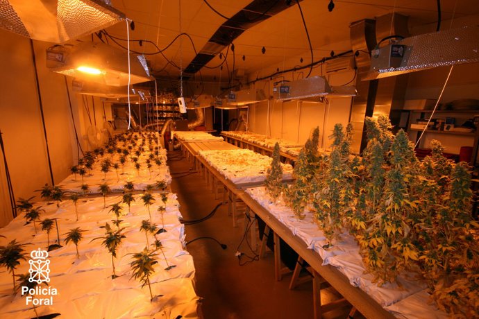 La Policía Foral desmantela un laboratorio de marihuana en la Cuenca de Pamplona