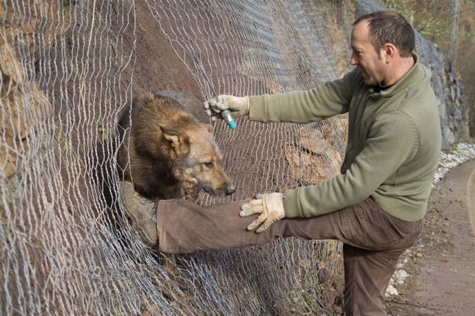 El concejal rescata al perro