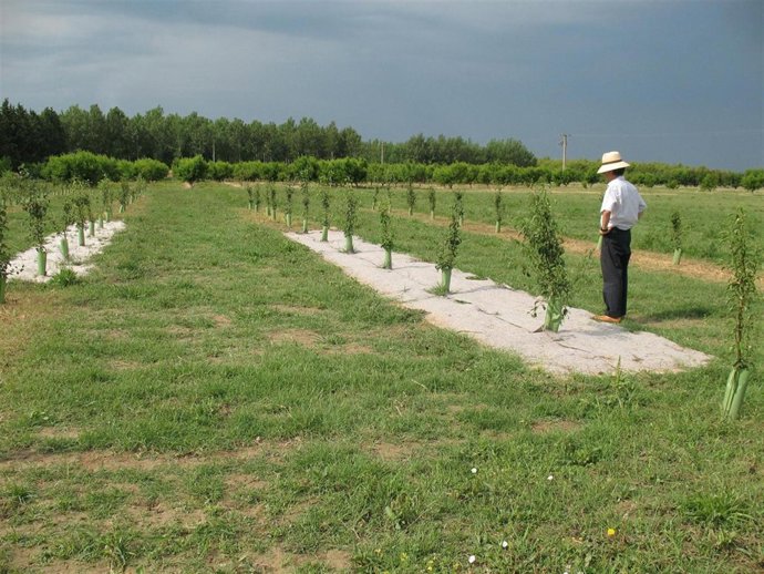 El alquiler del huerto será de 60 euros al año