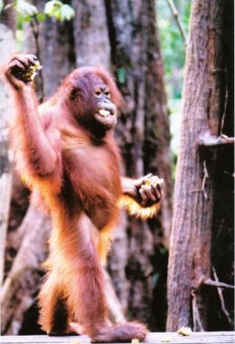 Orangután