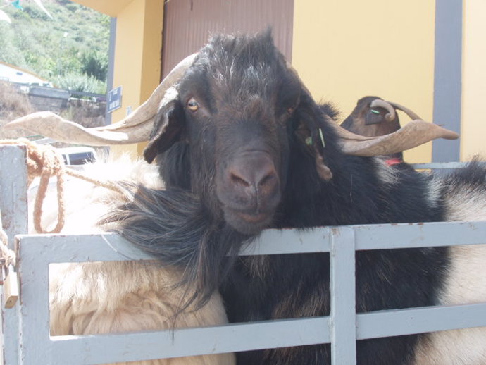Cabras
