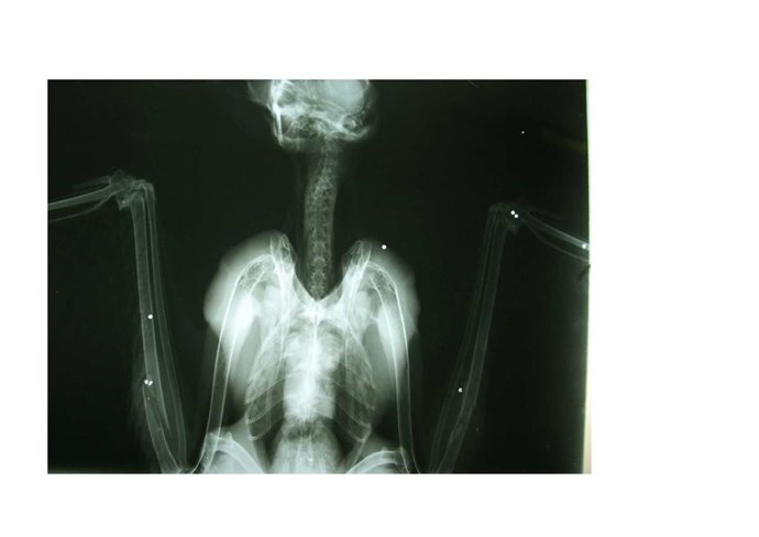 Radiografía de cernícalo con perdigonazos