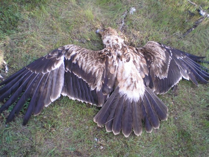 Ejemplar de águila imperial ibérica envenenada