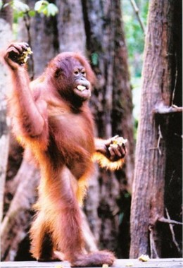 Orangután