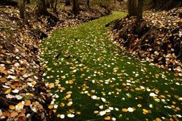 Bosque del Bolín en Doñana