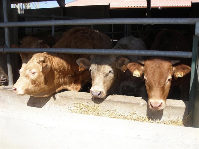 C.R.I.G.P. Ternera de Extremadura