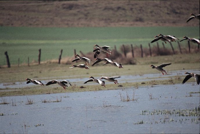 Gansos sobrevuelan la laguna de Pitillas.