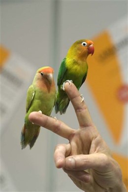 Dos ejemplares del salón