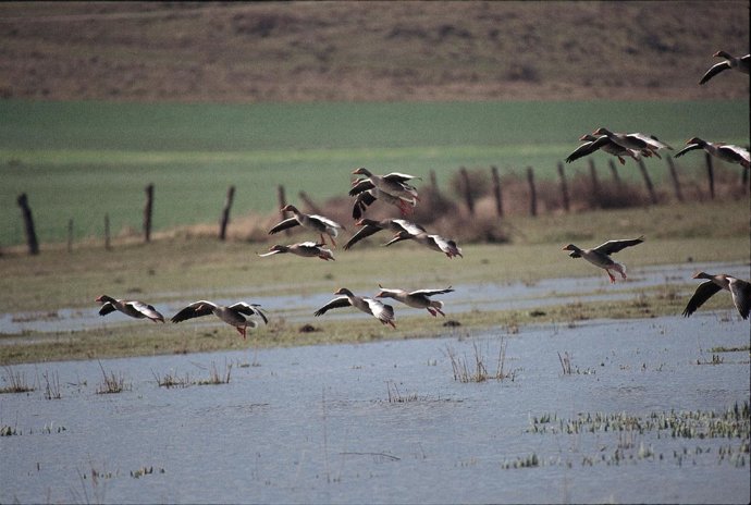 Gansos sobrevuelan la laguna de Pitillas.