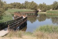 Ecologistas coinciden en denunciar que la situación de los humedales de Daimiel y Doñana es un "espejismo"
