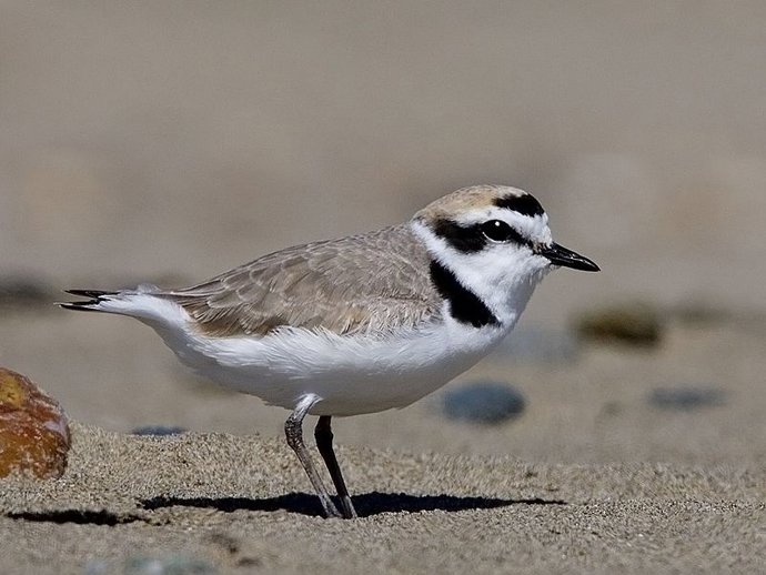 Chorlitejo Patinegro 