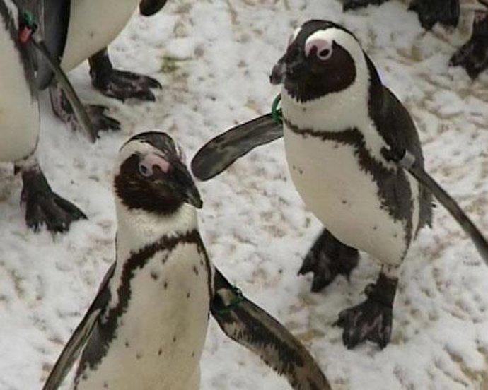 Animales en el Zoo de Madrid con nieve
