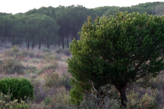 Parque Natural de Doñana