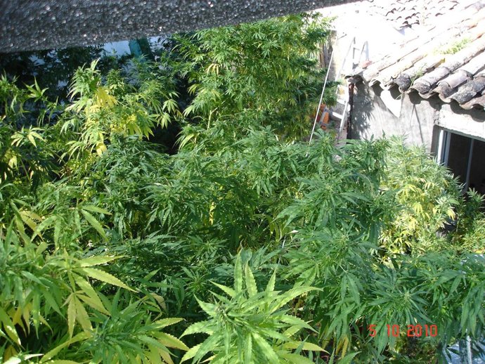 marihuana