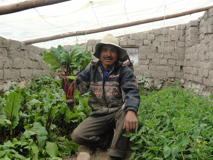 Agricultor peruano en un invernadero bajo fitotoldo de Ayuda en Acción