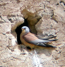 Imagen de un cernícalo primilla