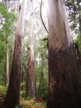 Árbol El Abuelo de Chavín