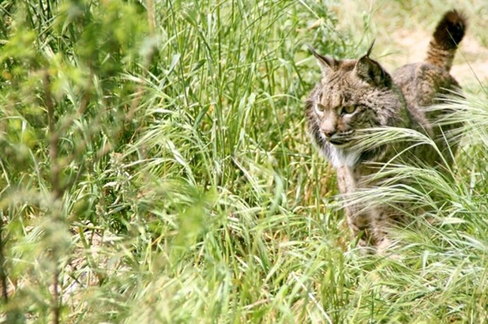 La lince ibérico 'Morena'