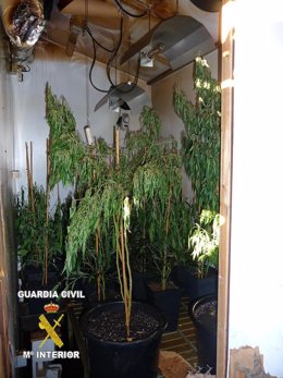 Plantación de marihuana en un desván de Reinosa