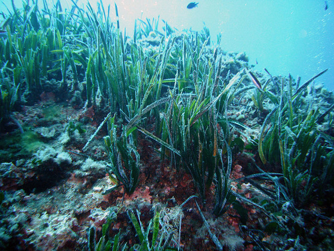 Posidonia