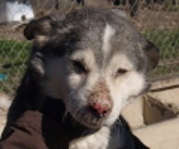 Uno de los animales de 'La Madrileña'