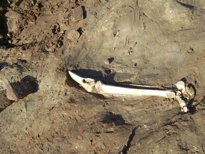 Uno de los huesos rescatados. 