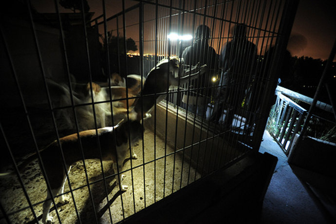 "Rescate" de 36 perros destinados a experimentación en Sant Feliu de Codines