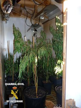 Plantación de marihuana en un desván de Reinosa