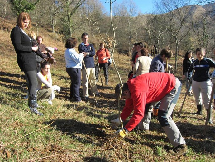 Plantación de árboles en Selaya