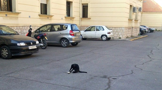 Ratas En El Hospital Militar