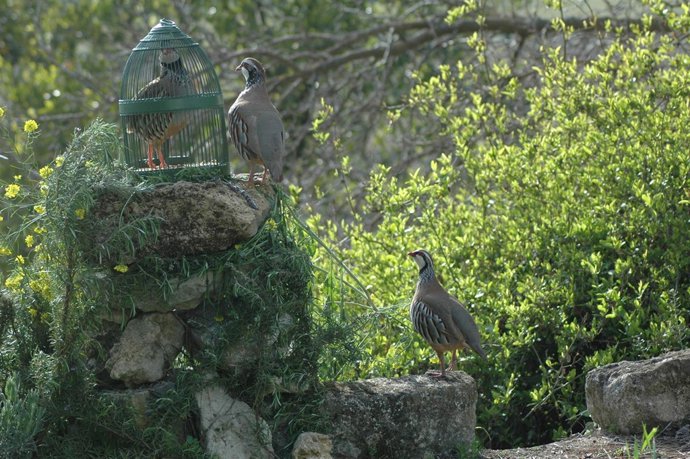 Ejemplares de perdices con reclamo