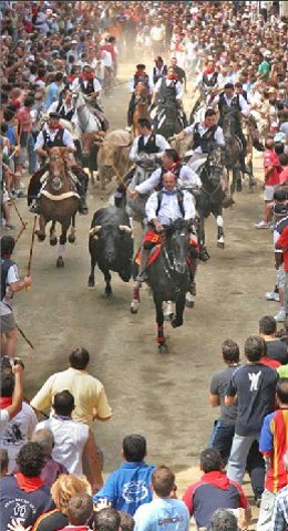 Entrada de toros y caballos de Segorbe