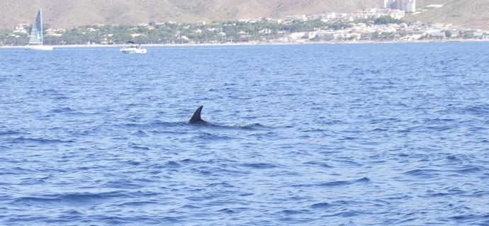 Imagen de un cetáceo