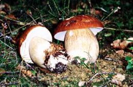 Un Encuentro Debatirá En Pamplona Sobre Gestión Sostenible De Los Bosques Produc