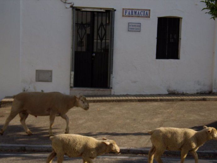 Farmacia de El Madroño en Sevilla