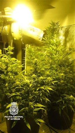 Material incautado por la Policía en Elche