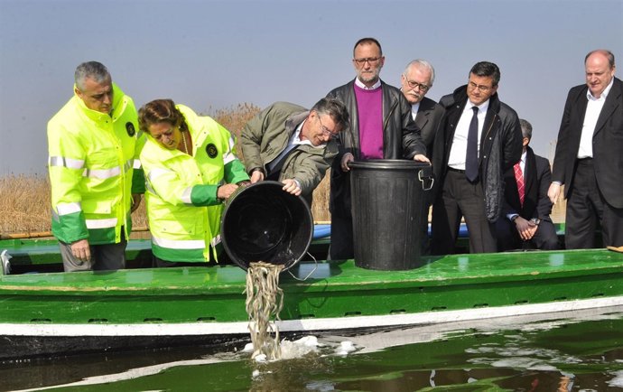 Barberá en la suelta de anguilas