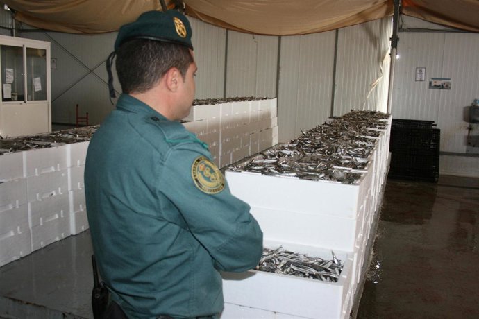 Boquerón intervenido en Cádiz