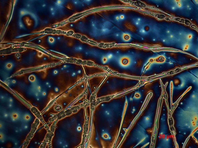 Primer premio VIII Concurso Fotciencia