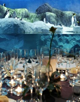 San Valentín En Faunia Y Sus Animales Enamorados