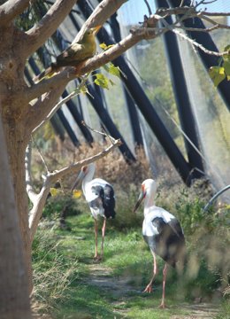 Oropendola y cigüeña en Terra Natura
