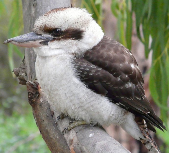 Kookaburra pájaro australiano