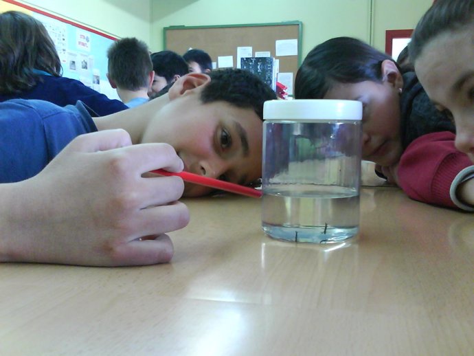 Escolares de Girona observan larvas de mosquito