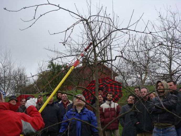 Poda de manzano.