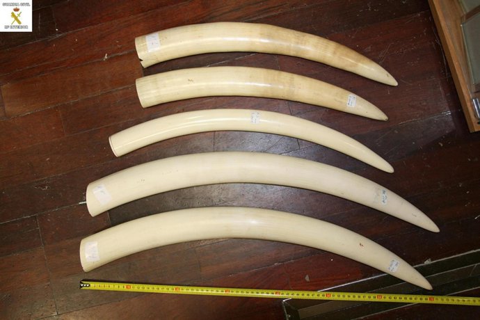 Colmillos incautados por el Seprona