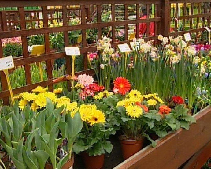 Flores, floristería, plantas, primavera