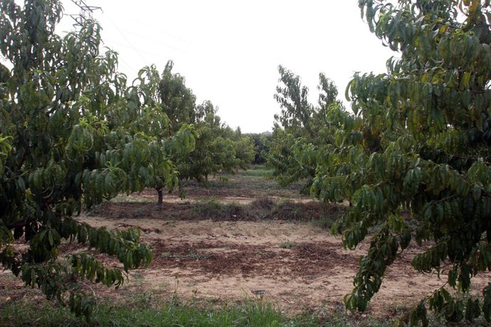  Árboles frutales en Andalucía
