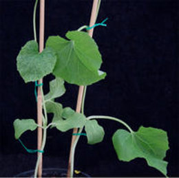 Plántulas de melón inoculadas con virus. A la izquierda, planta no resistente; a